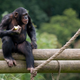 Illustration for article titled Chimps make noises to stop the spread of ignorance